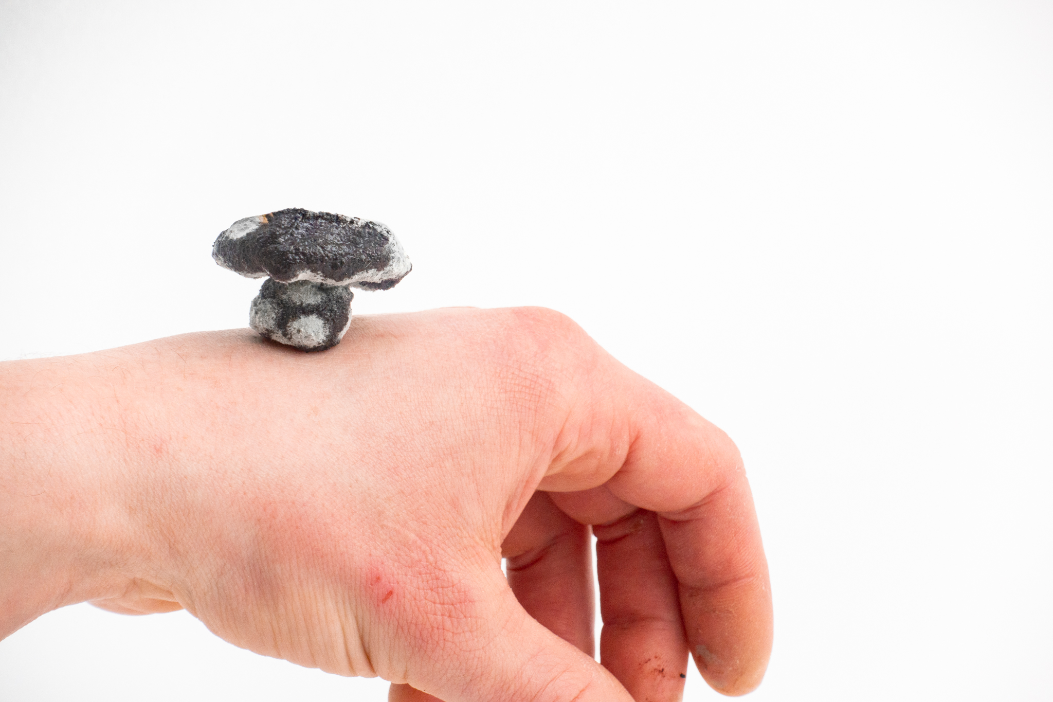 MyzelFusion detail 4